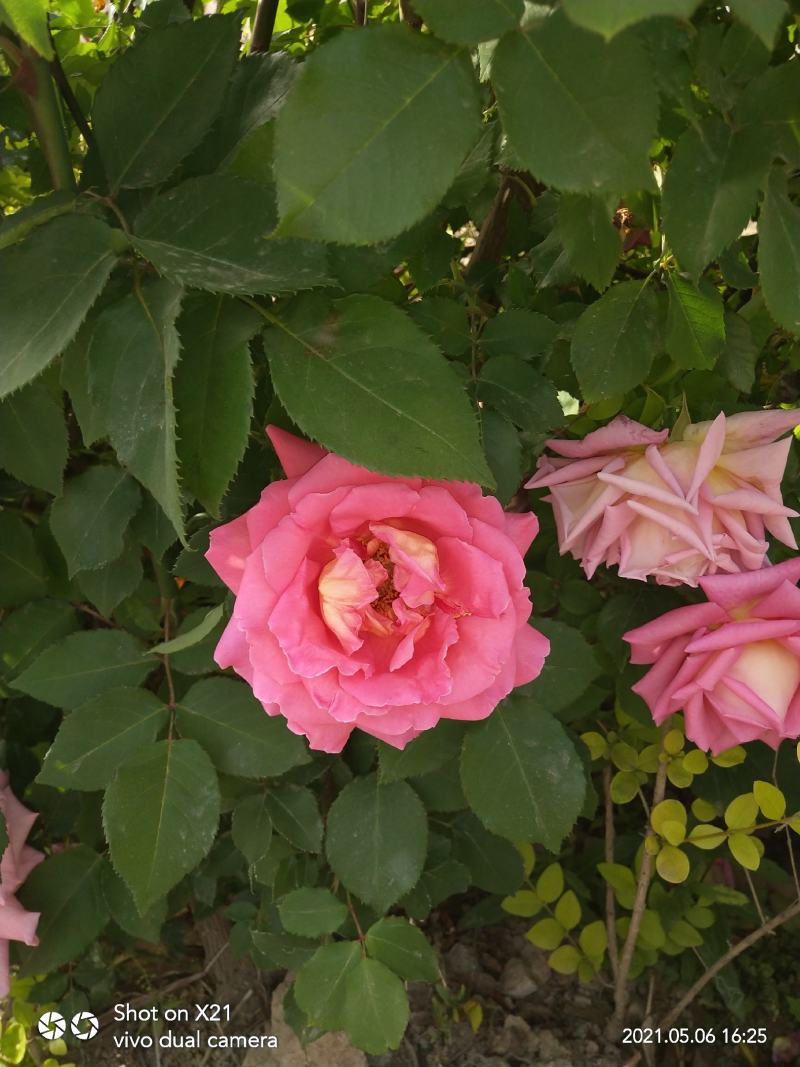 月季花各种颜色的月季花玫瑰花色的月季花可以视频看货