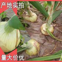 江苏丰县洋葱产地即将迎来丰收。。。。。。。。