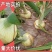丰县洋葱口感清脆爽口微甜。。。。。。。。。。。。