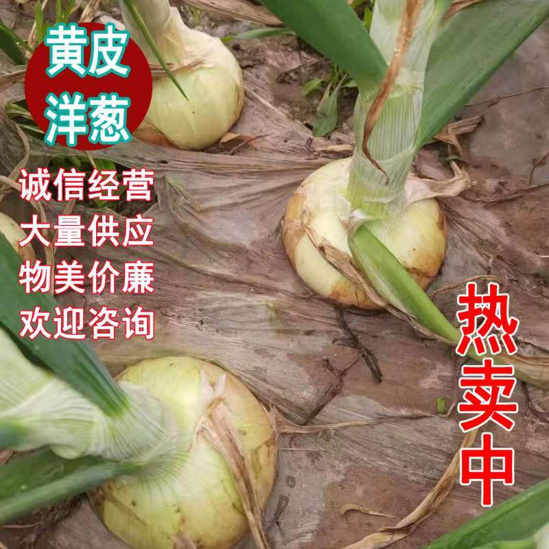 丰县洋葱口感清脆爽口微甜。。。。。。。。。。。。