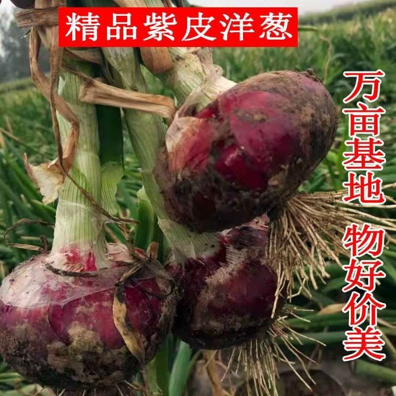 丰县洋葱口感清脆爽口微甜。。。。。。。。。。。。