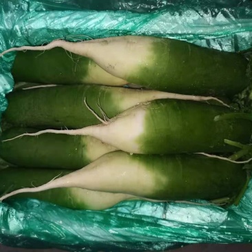 水洗精品水果萝卜