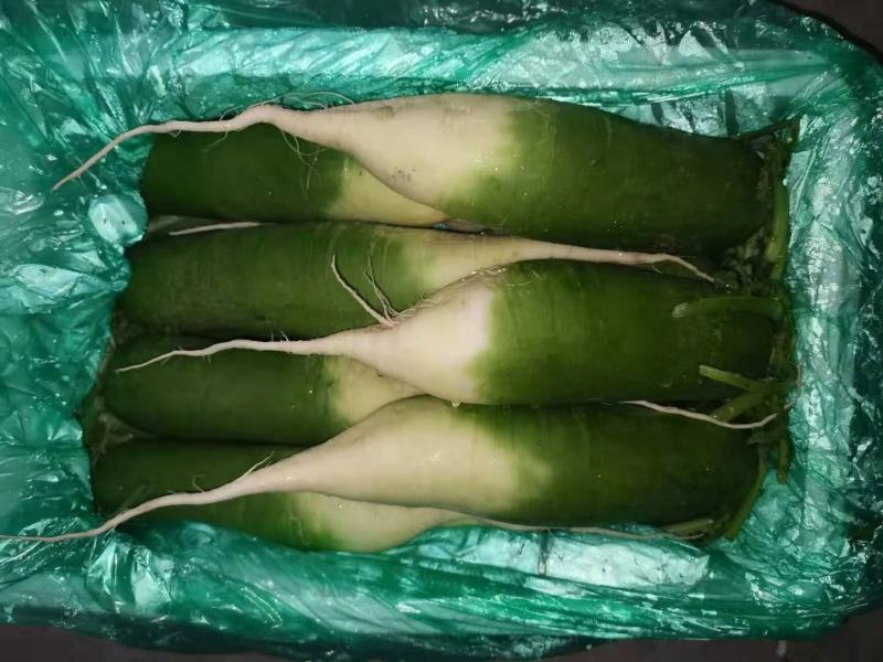 水洗精品水果萝卜