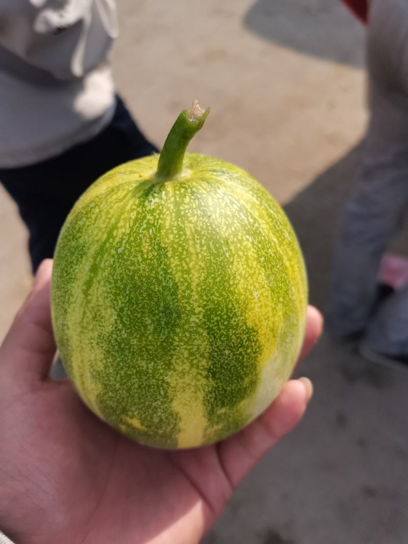 红城十甜瓜沙地精品甜瓜产区货源可视频看货