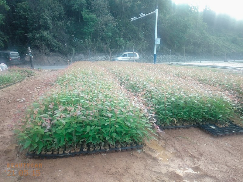大量供应(速生桉树苗泥巴杯），(高产脂良种桐棉松)