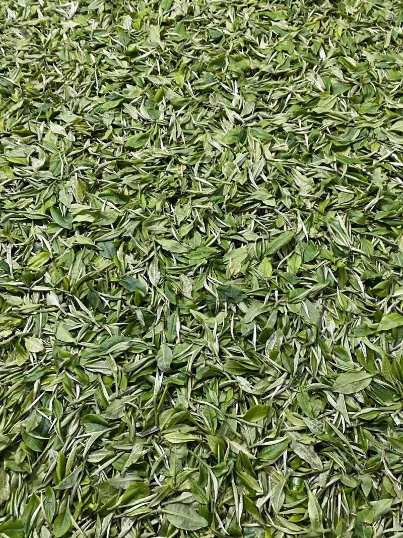 绿茶英德绿茶，高山绿茶有机绿茶2021新茶