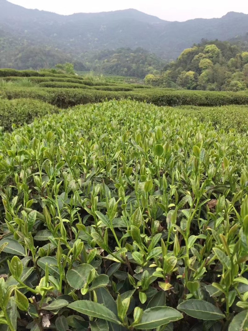 红茶英德红茶英红九号，2021春茶一级功夫茶