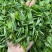 红茶英德红茶英红九号，2021春茶一级功夫茶