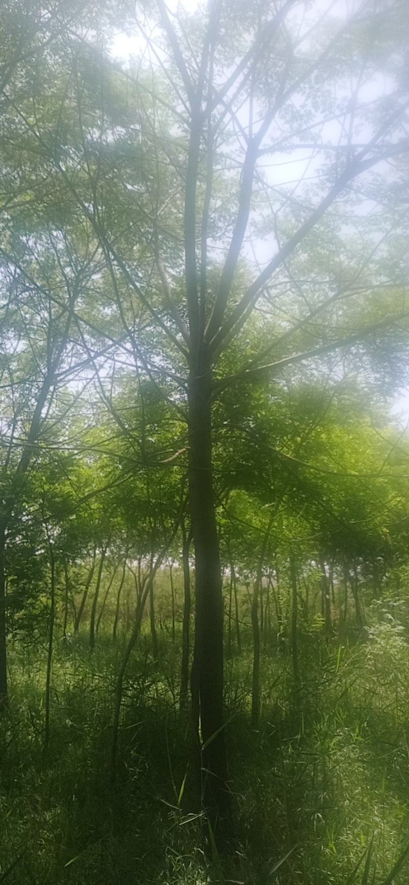 苦楝子