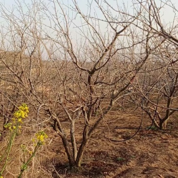 石榴树