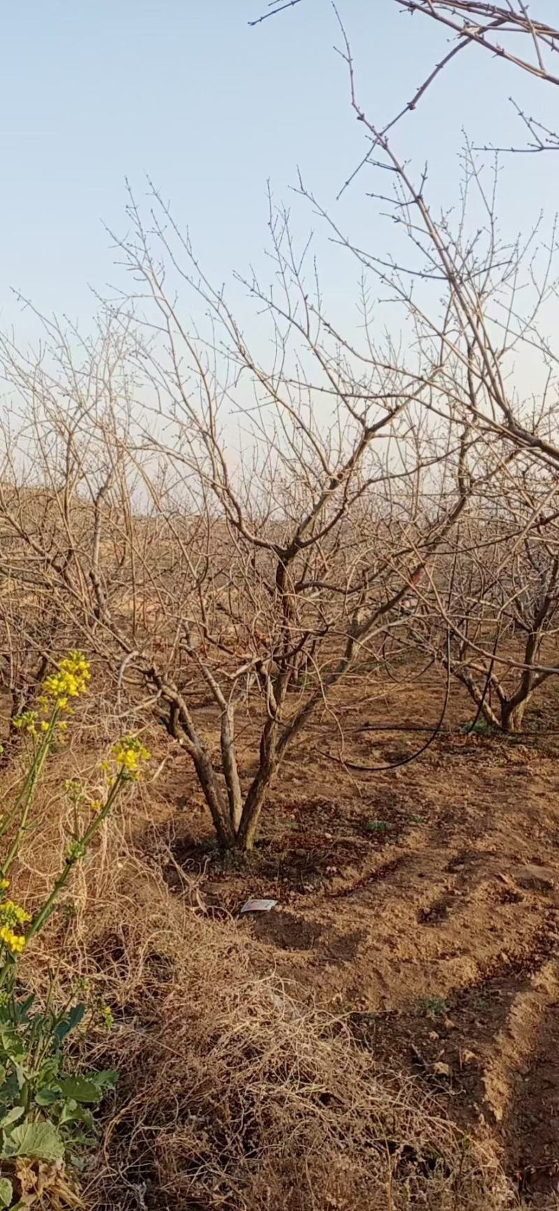 石榴树