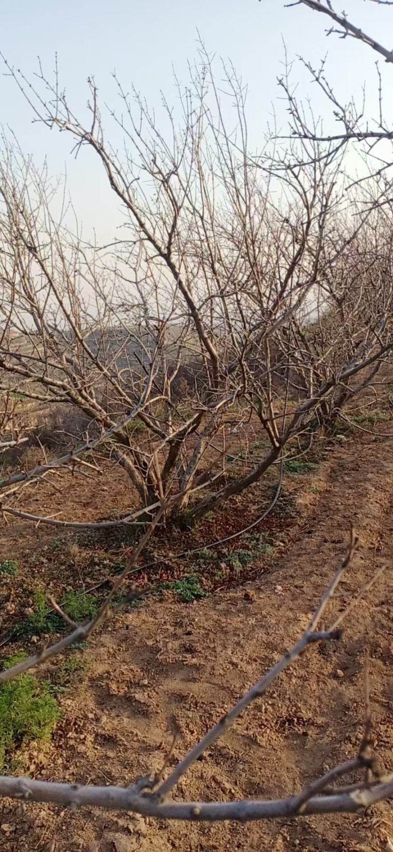 石榴树