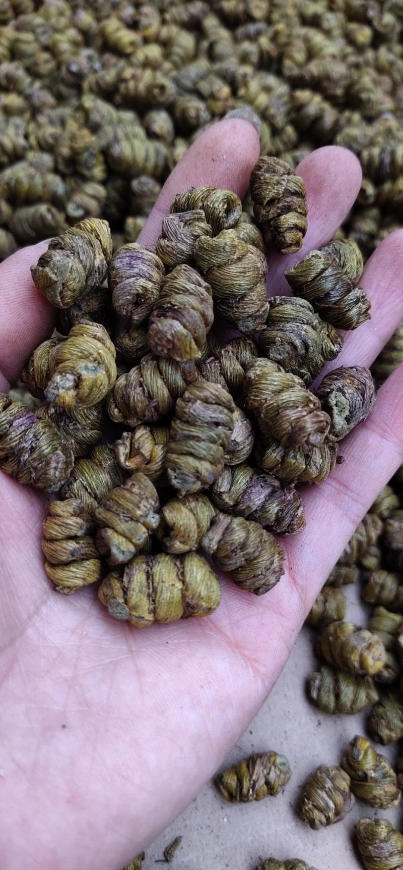 产地直销浙江品种正宗铁皮石斛枫斗颗粒饱满胶质好味香