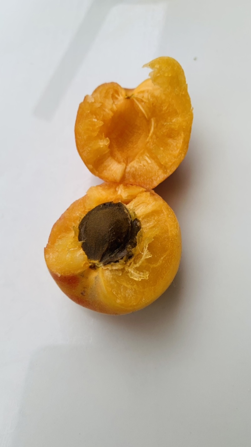 凯特杏大量上市，有需要的客商抓紧联系，质量好