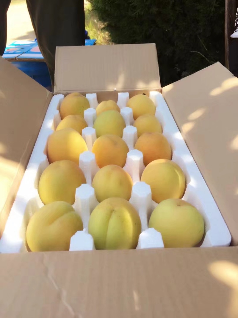 丰园红杏凯特需要的话提前联系质量优合作共赢