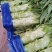 莴笋基地常年供应精品货，量大从优，物美廉价，欢迎咨询选购