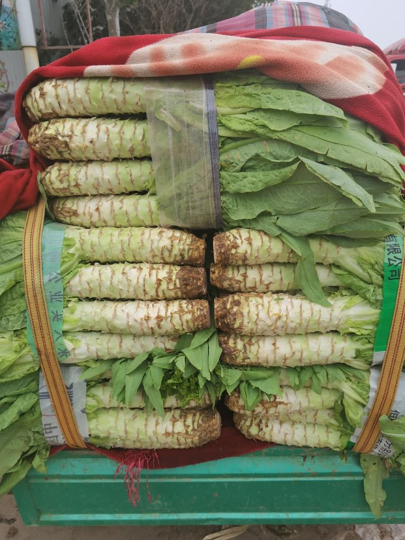 莴笋基地常年供应精品货，量大从优，物美廉价，欢迎咨询选购