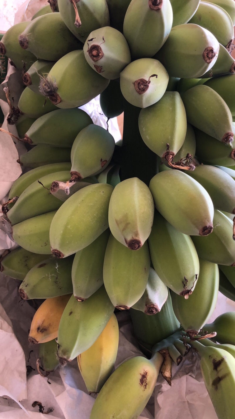 雷州木瓜苹果香蕉徐闻一件代发