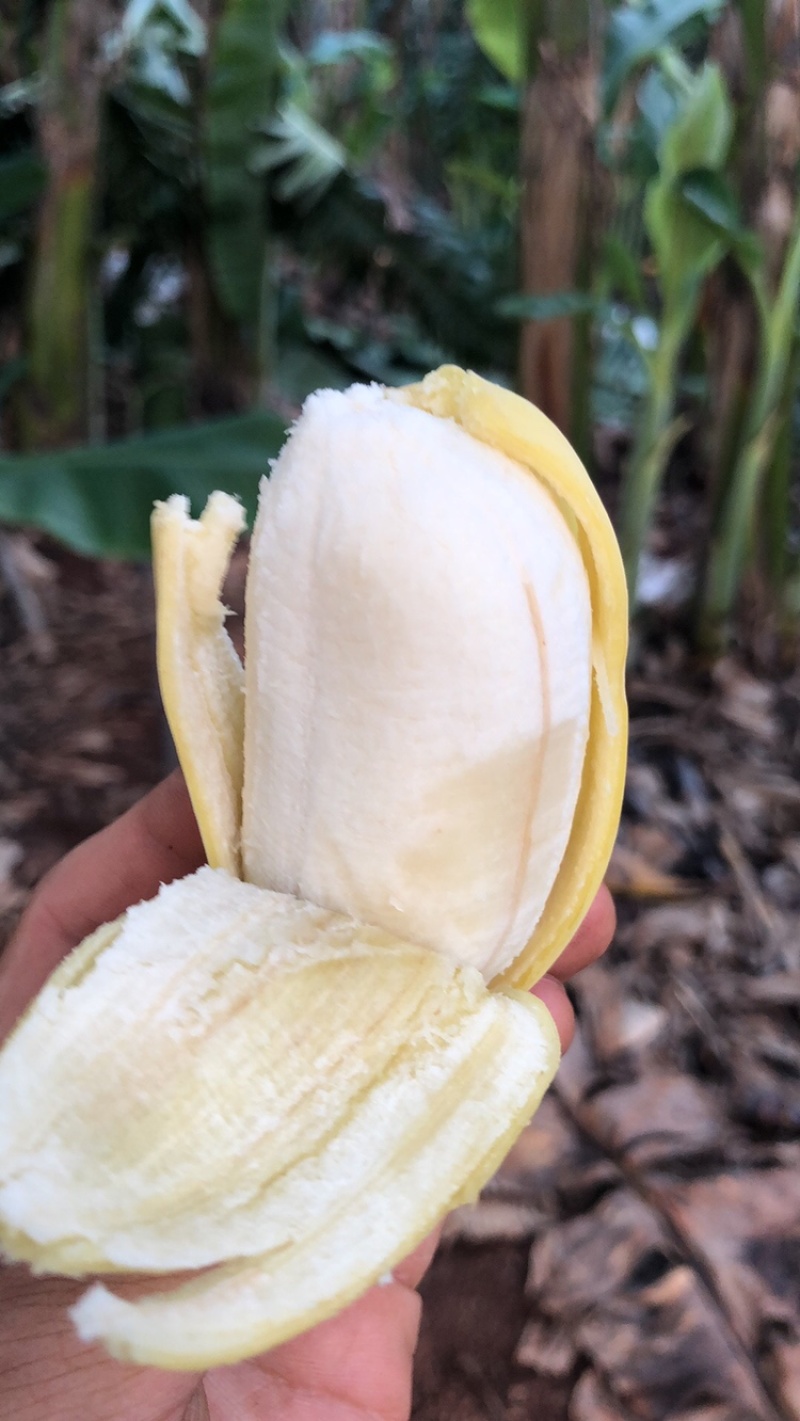 雷州木瓜苹果香蕉徐闻一件代发