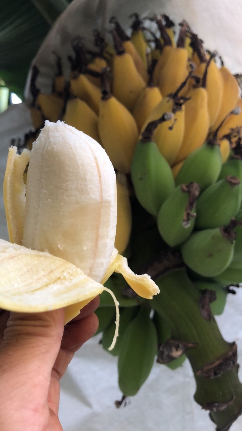 雷州木瓜苹果香蕉徐闻一件代发
