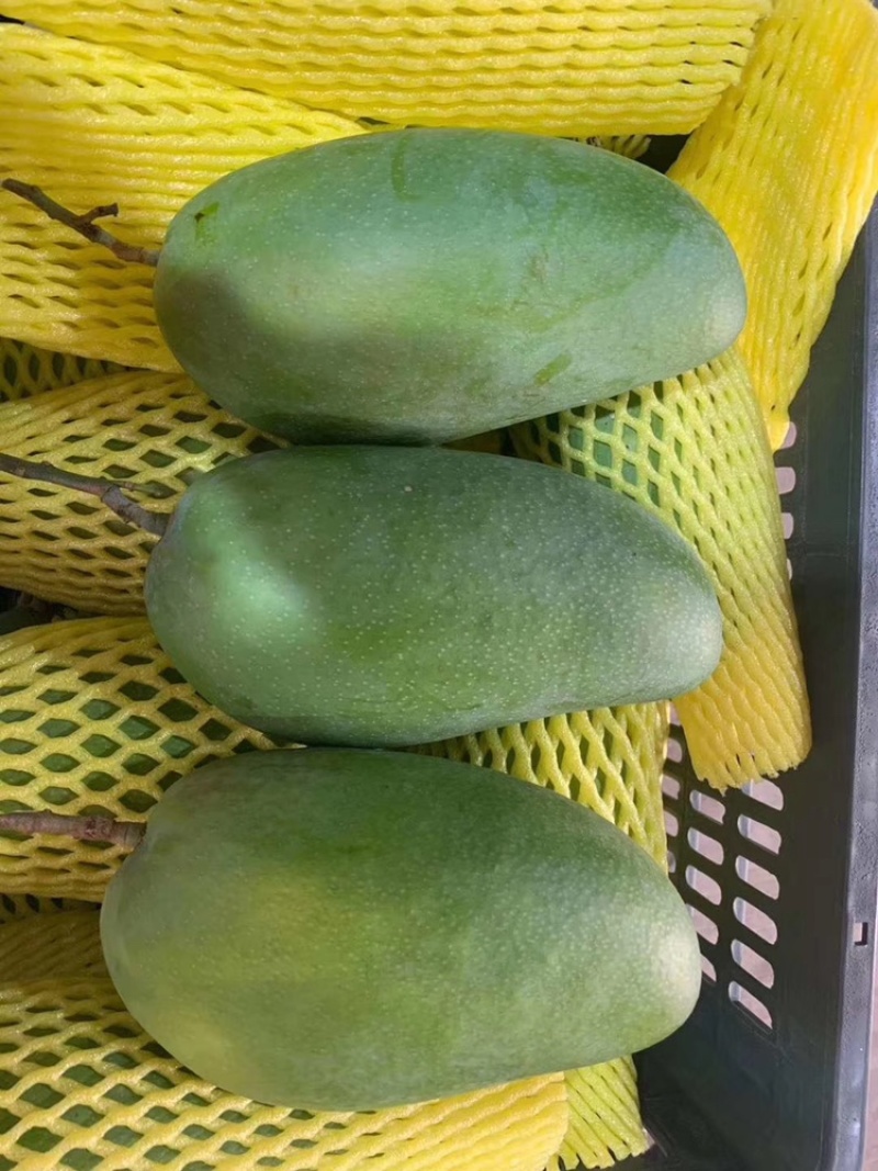 青芒高乐蜜
