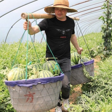 强盛种植合作社1500亩西瓜大量上市