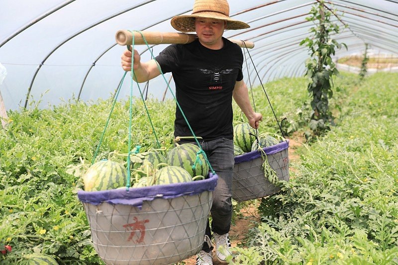 强盛种植合作社1500亩西瓜大量上市