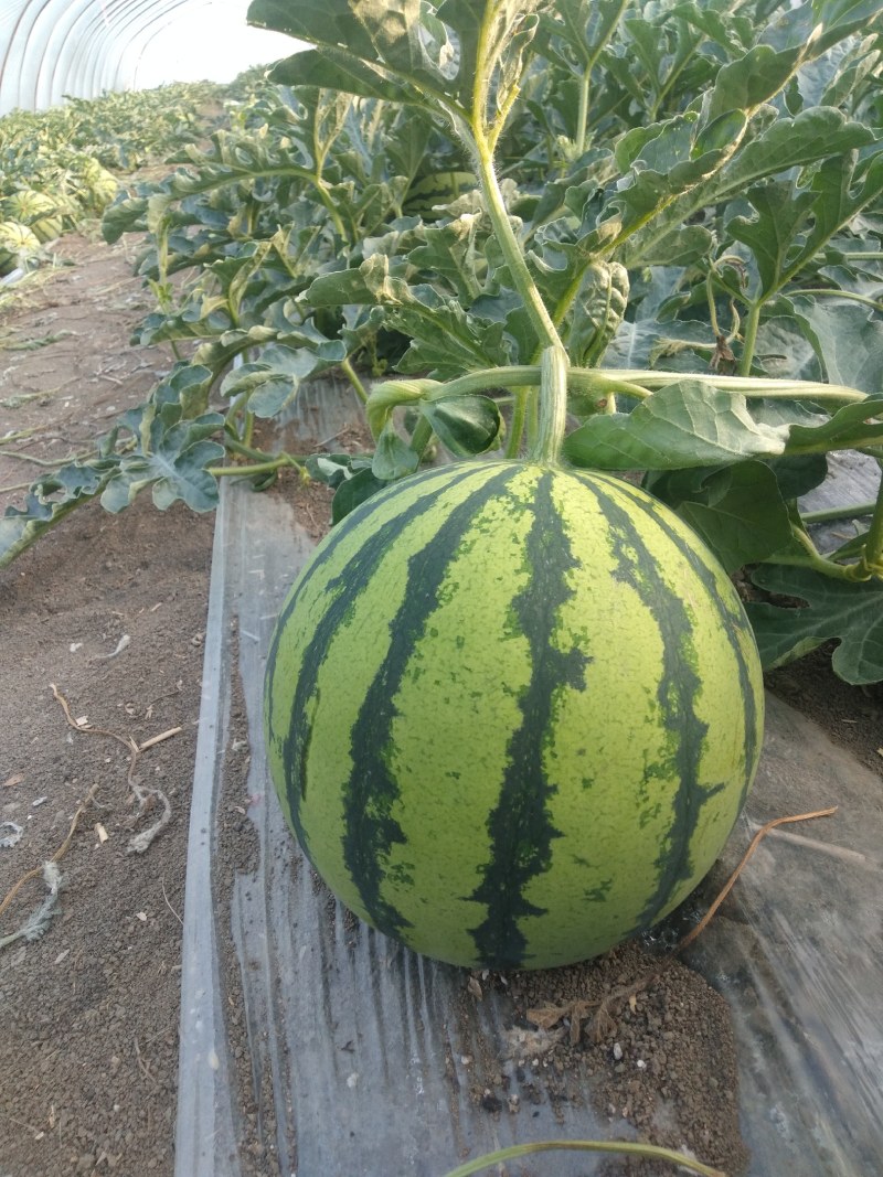 强盛种植合作社1500亩西瓜大量上市