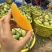 【高碑店新发地-乐航商贸】海南金煌芒