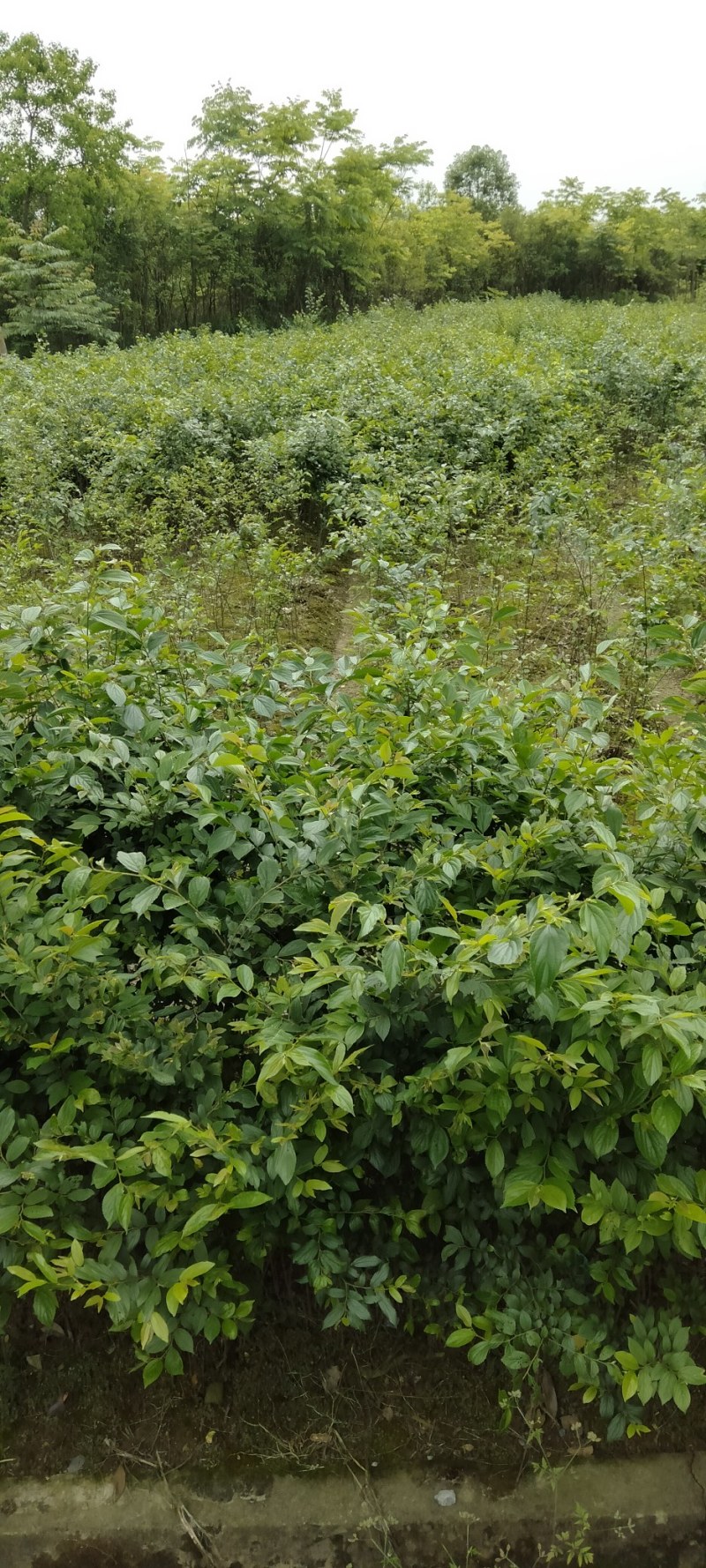 朴树小苗江西朴苗大量供应