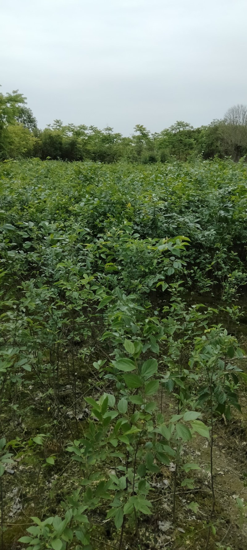 朴树小苗江西朴苗大量供应