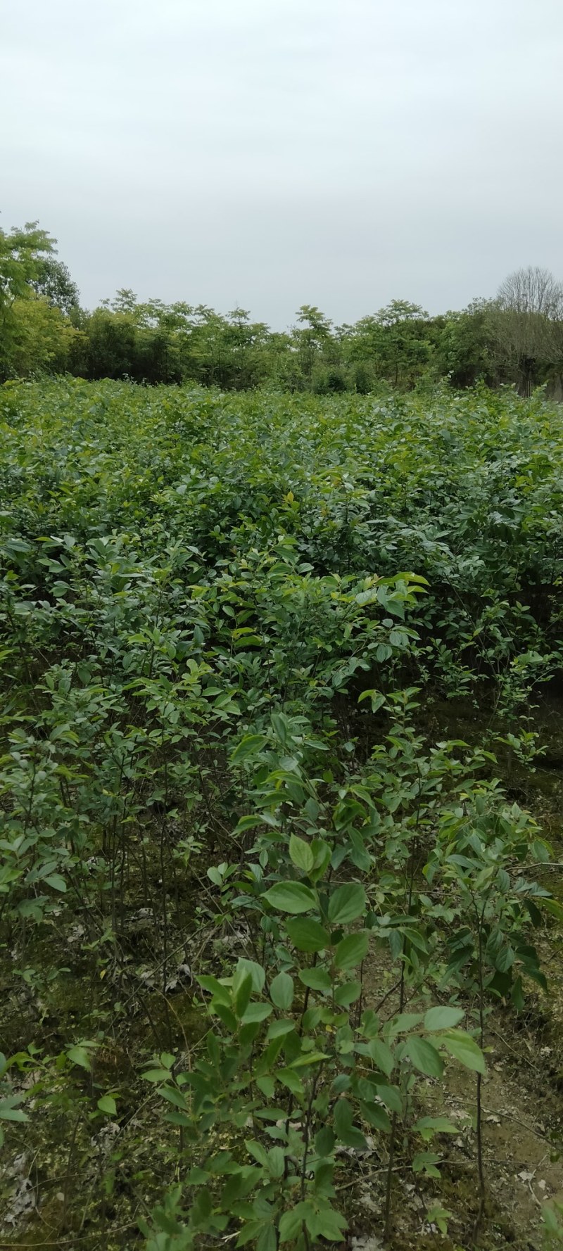 朴树小苗江西朴苗大量供应