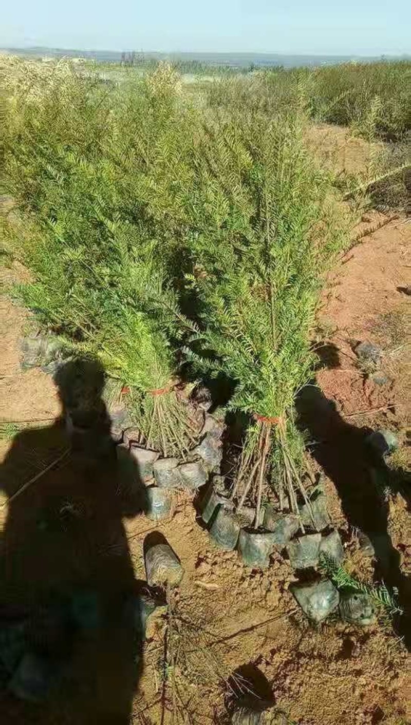 红豆杉杯苗江西红豆杉苗大量供应