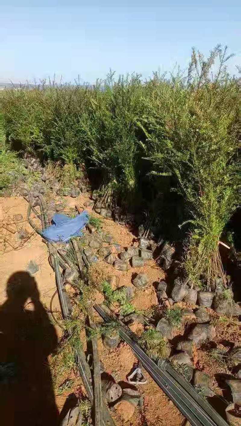 红豆杉杯苗江西红豆杉苗大量供应