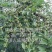 【推荐】宝鸡陇县高产药用连翘苗现挖现发提供技术指导