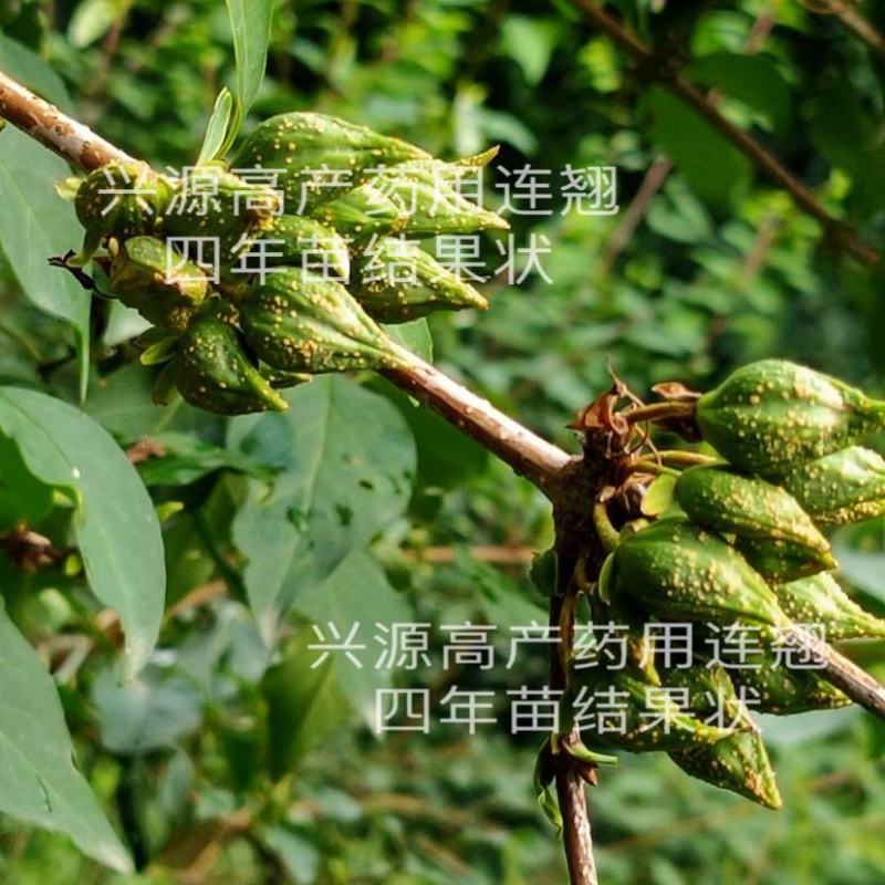 【推荐】宝鸡陇县高产药用连翘苗现挖现发提供技术指导