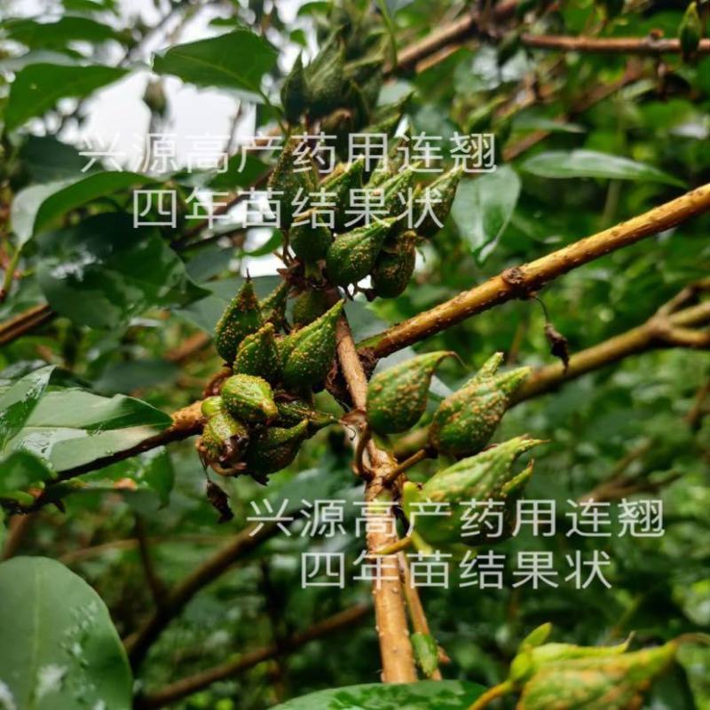【推荐】宝鸡陇县高产药用连翘苗现挖现发提供技术指导