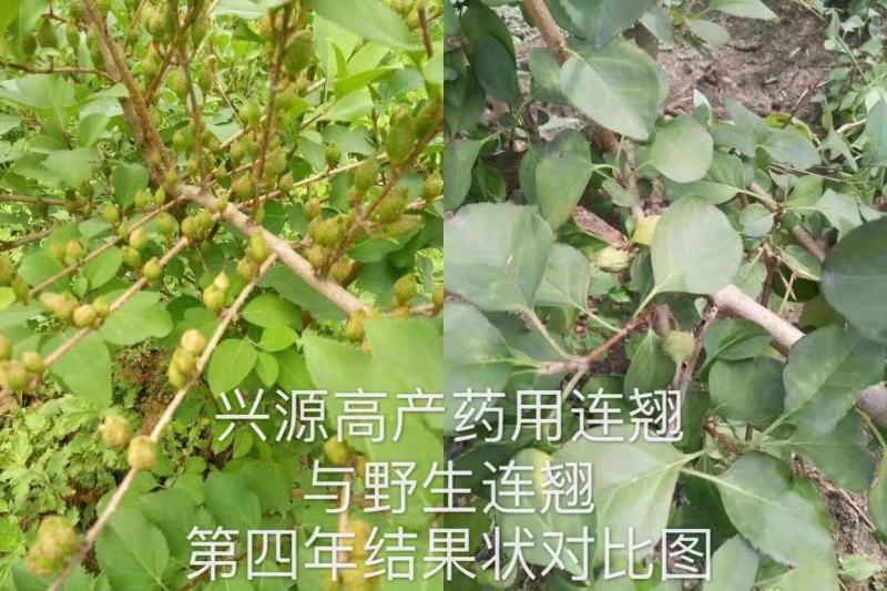 【推荐】宝鸡陇县高产药用连翘苗现挖现发提供技术指导
