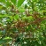 【推荐】宝鸡陇县高产药用连翘苗现挖现发提供技术指导