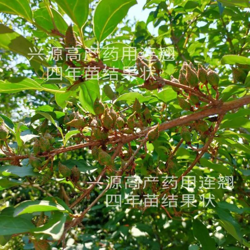 【推荐】宝鸡陇县高产药用连翘苗现挖现发提供技术指导