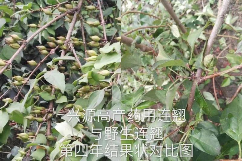 【推荐】宝鸡陇县高产药用连翘苗现挖现发提供技术指导