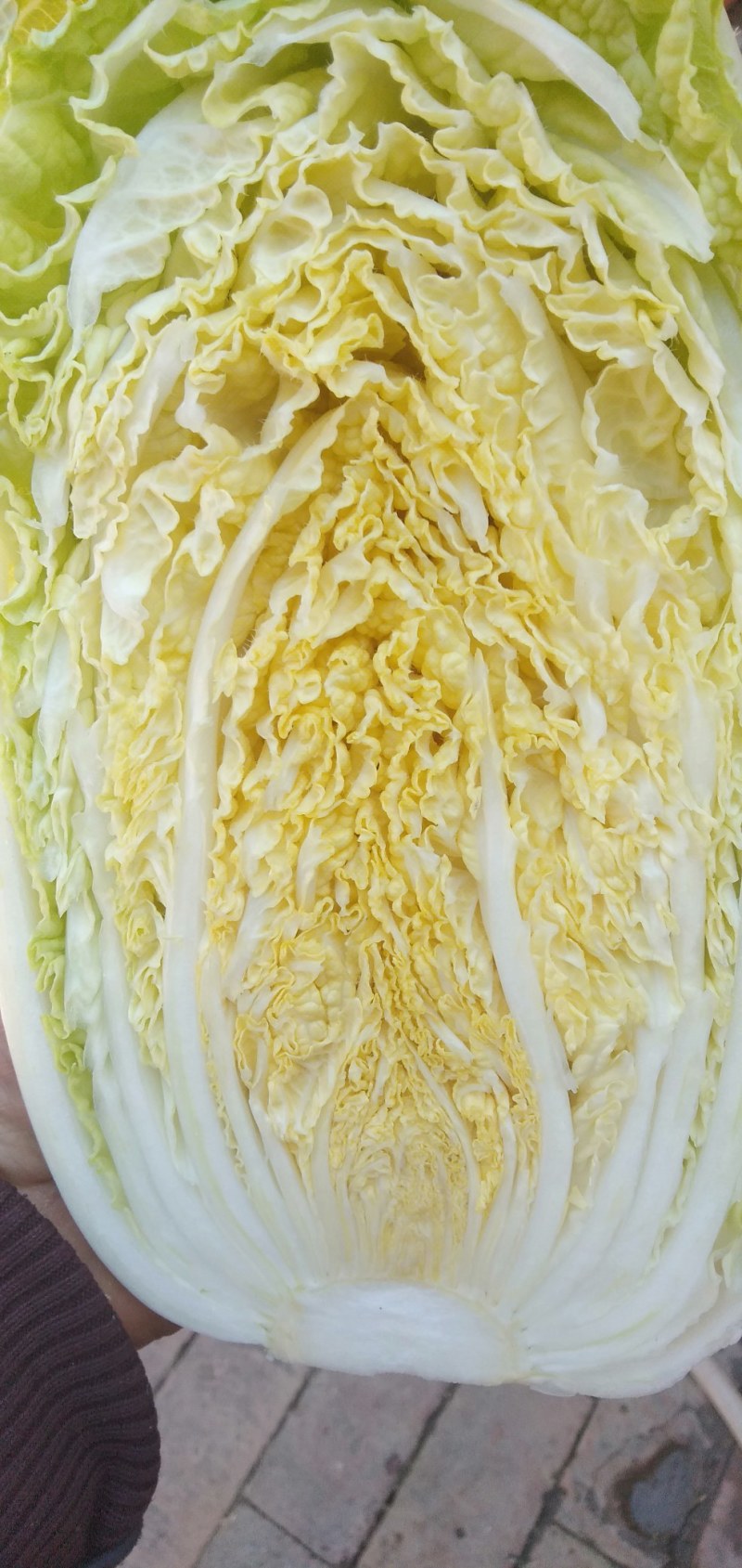 【优质】黄心白菜，一手货源，无干边无烧心，大量供货