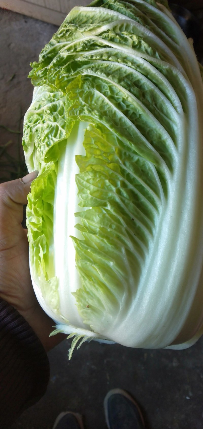 【优质】黄心白菜，一手货源，无干边无烧心，大量供货