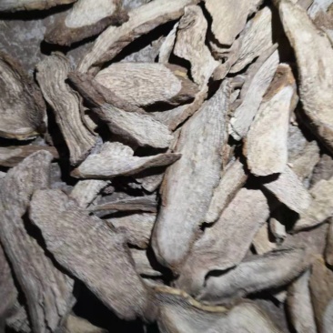 喜马拉雅紫茉莉