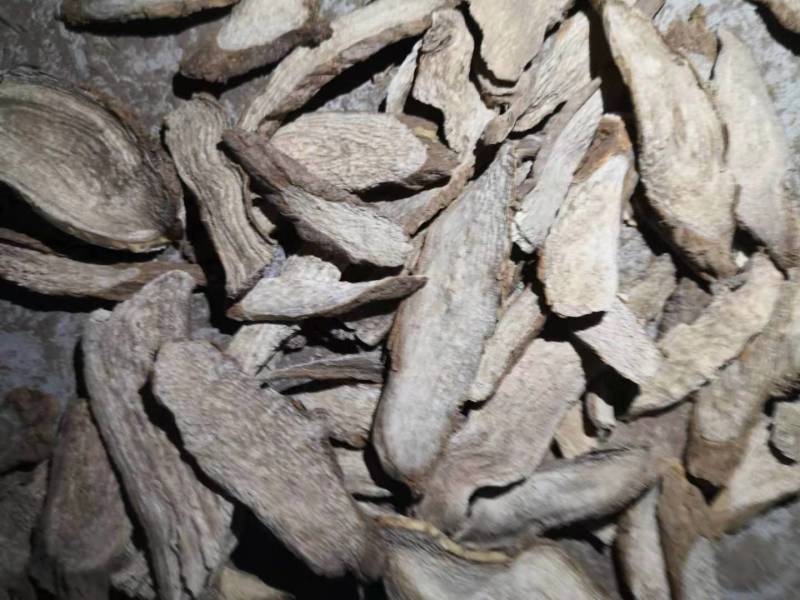 喜马拉雅紫茉莉