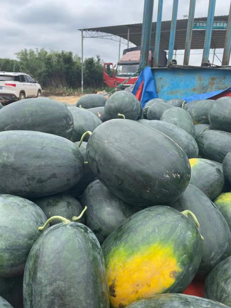 广西崇左西瓜大量上市了，皮毛靓，红度够，口感甜，实力代办