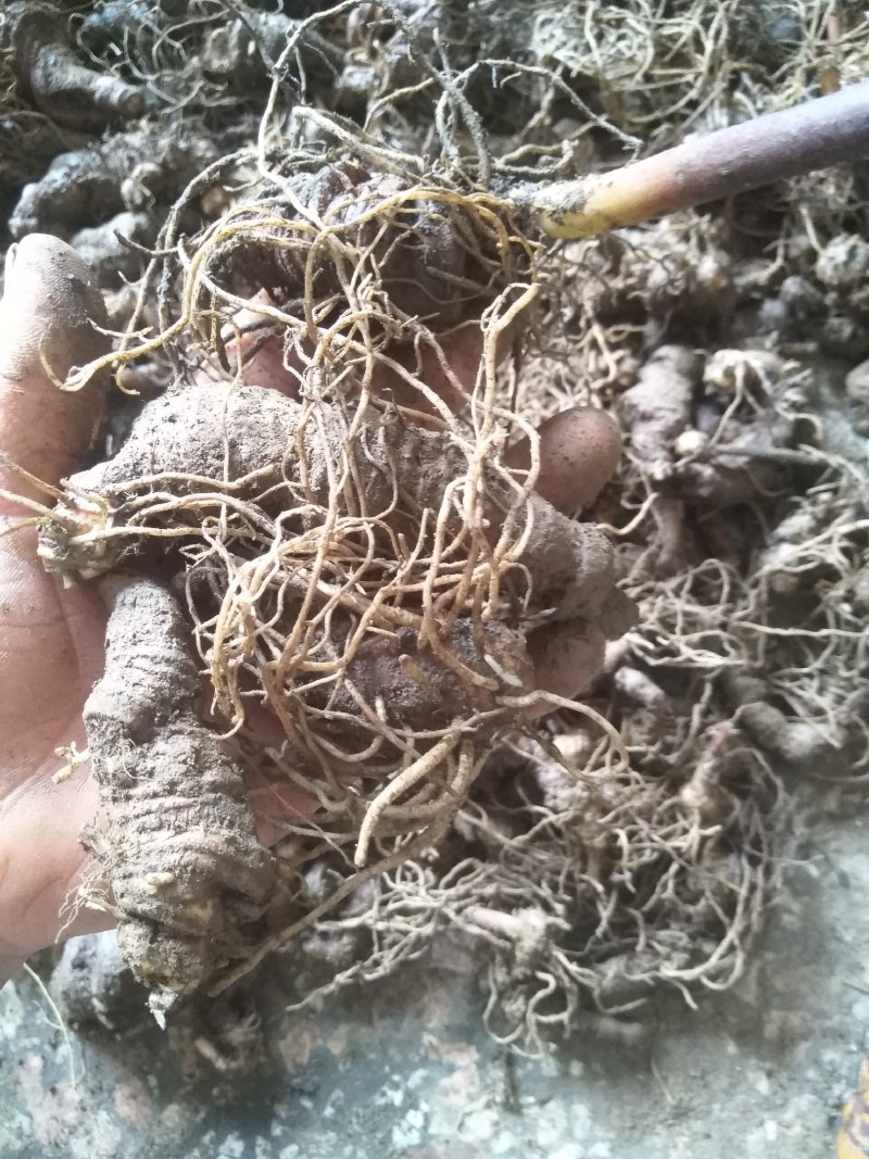 重楼，华重楼，别名七叶一技花，野生鲜货供应。