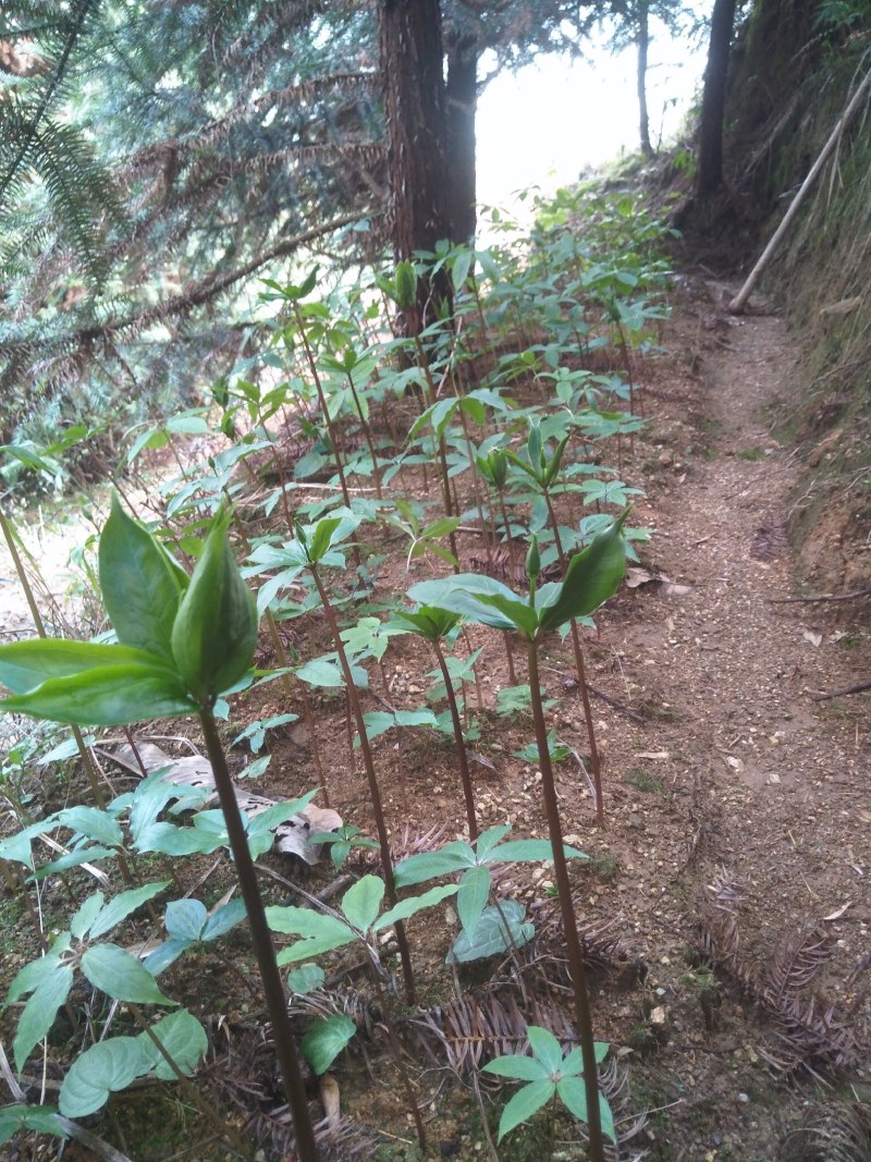 重楼，华重楼，别名七叶一技花，野生鲜货供应。