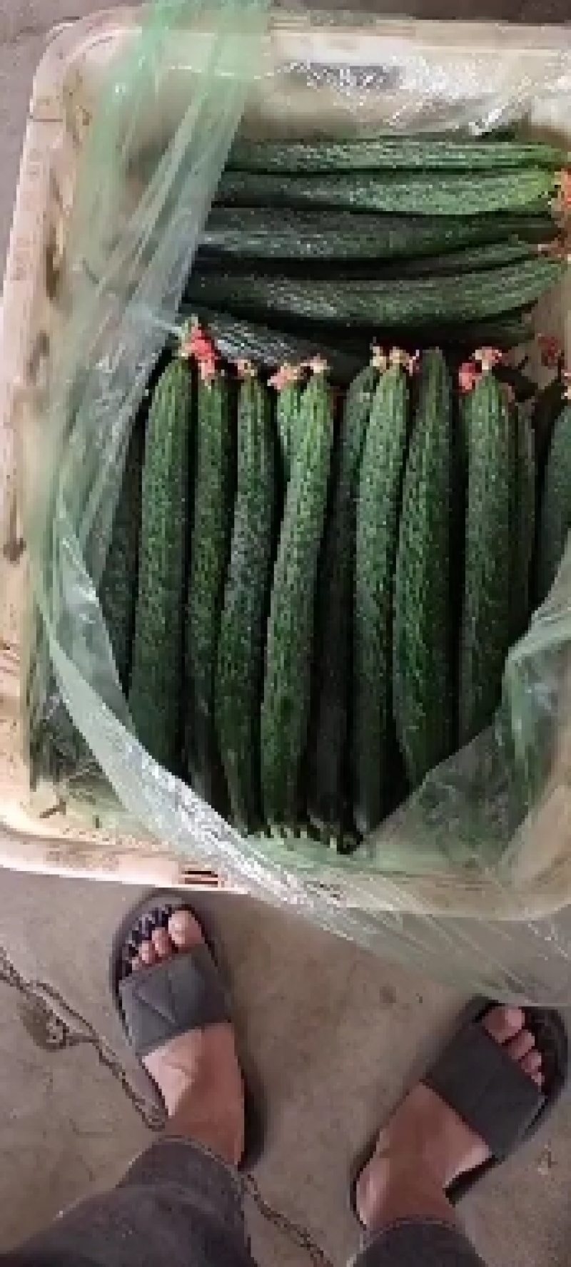 云南省建水县精品青瓜大量上市，保质保量。