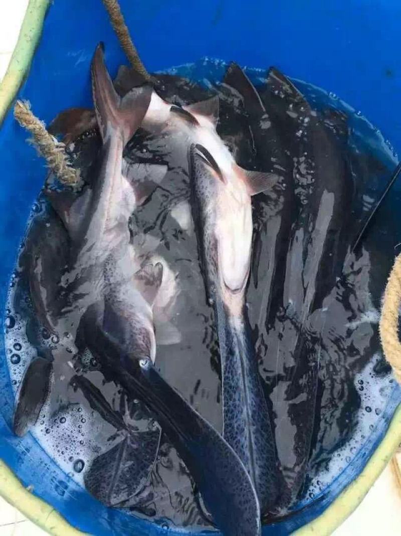 鸭嘴鱼幼苗鱼苗鲜活鸭嘴鲟苗淡水观赏鱼食用
